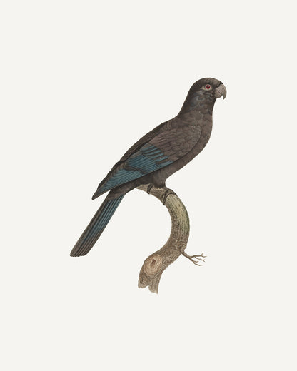 Petit Vaza Parrot, West Indies Style Tropical Art Print