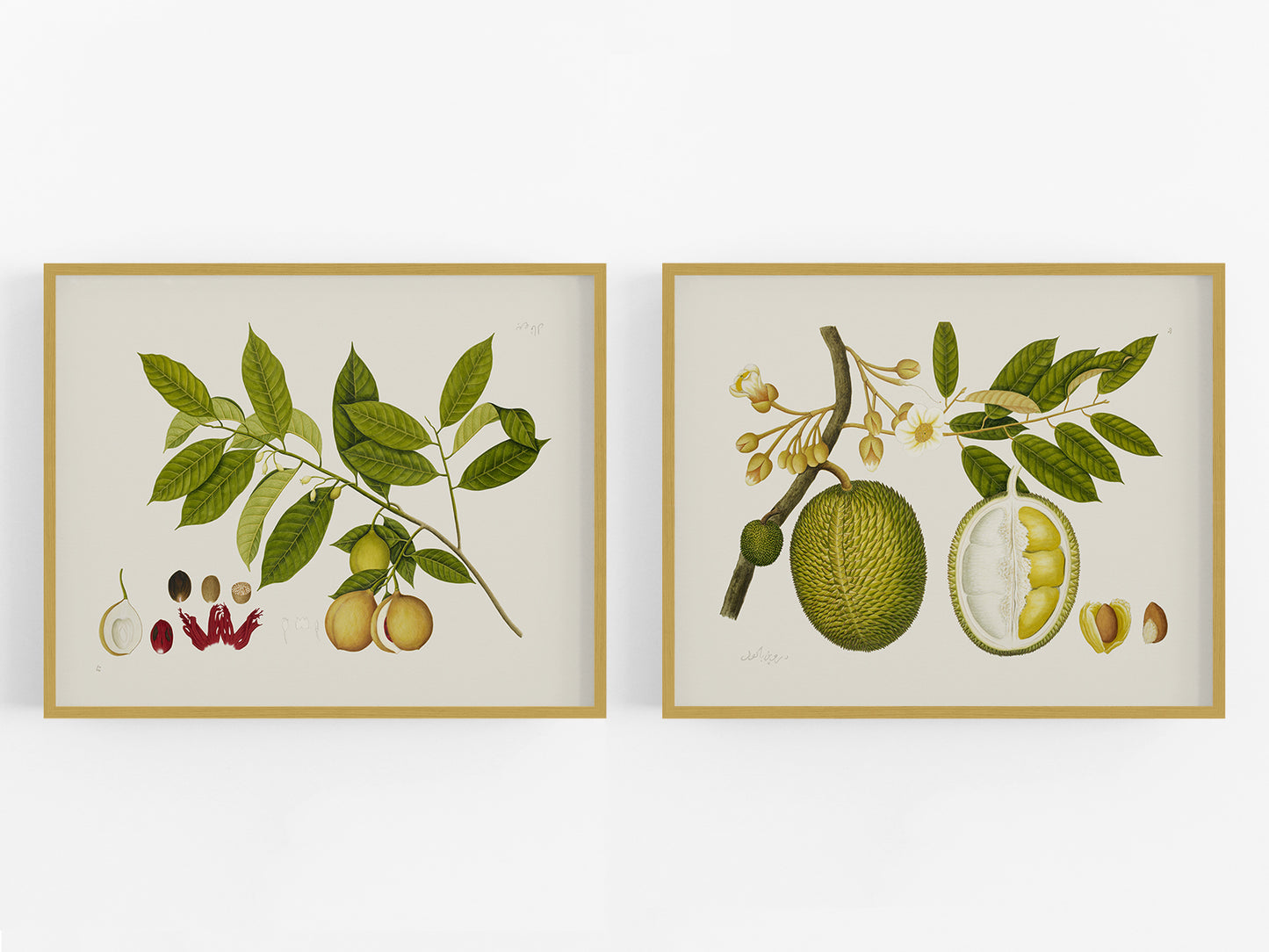 East Indian Company Tree Branch Art Prints - Set of Two