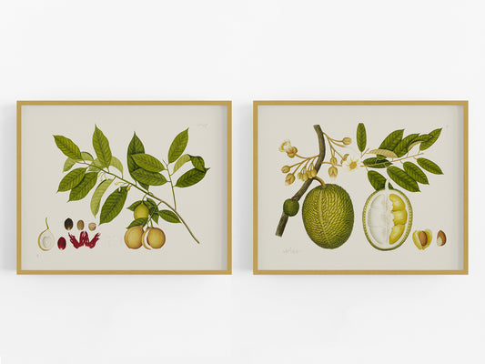 East Indian Company Tree Branch Art Prints - Set of Two