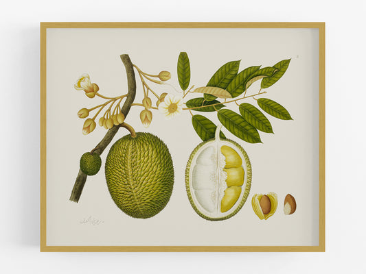 East Indian Company Durian Fruit Tree Branch Art Print