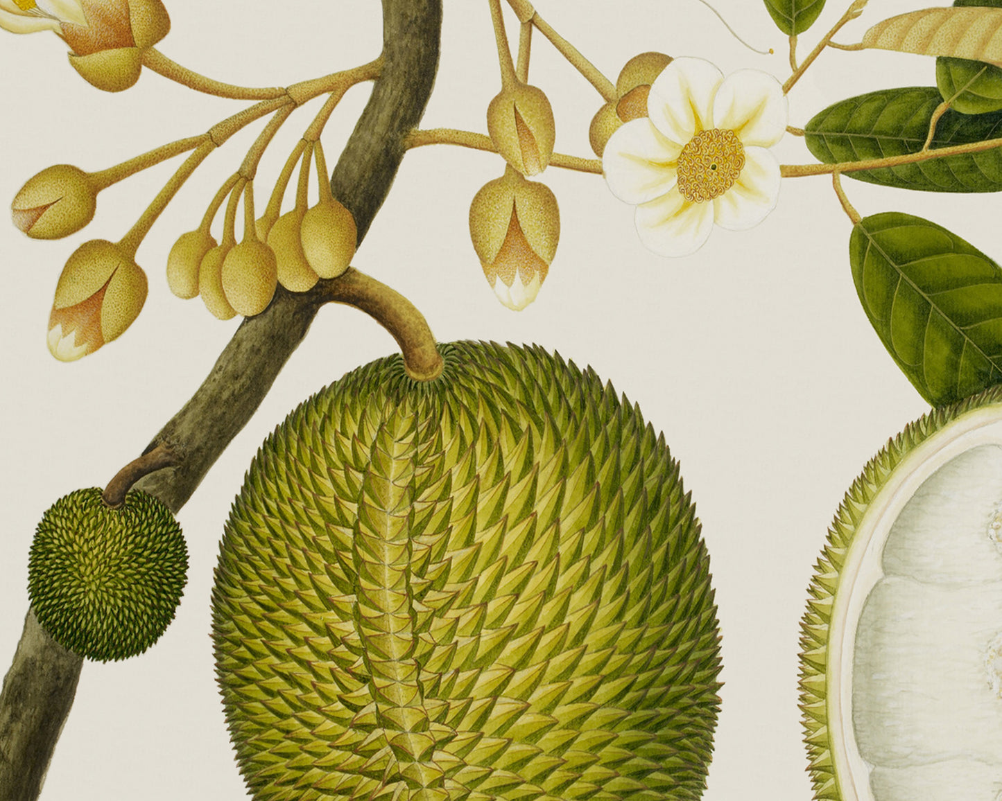 East Indian Company Durian Fruit Tree Branch Art Print