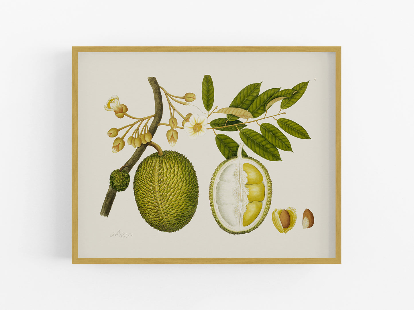 East Indian Company Durian Fruit Tree Branch Art Print