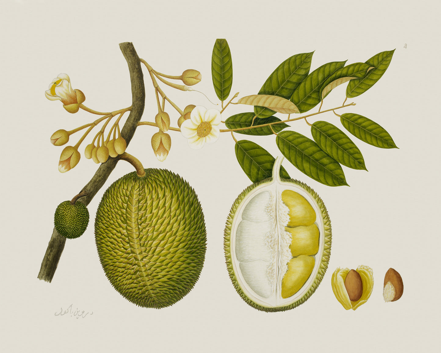 East Indian Company Durian Fruit Tree Branch Art Print