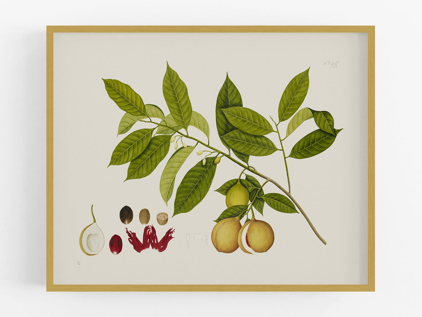 East Indian Company Nutmeg Tree Branch Art Print