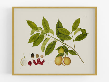 East Indian Company Nutmeg Tree Branch Art Print