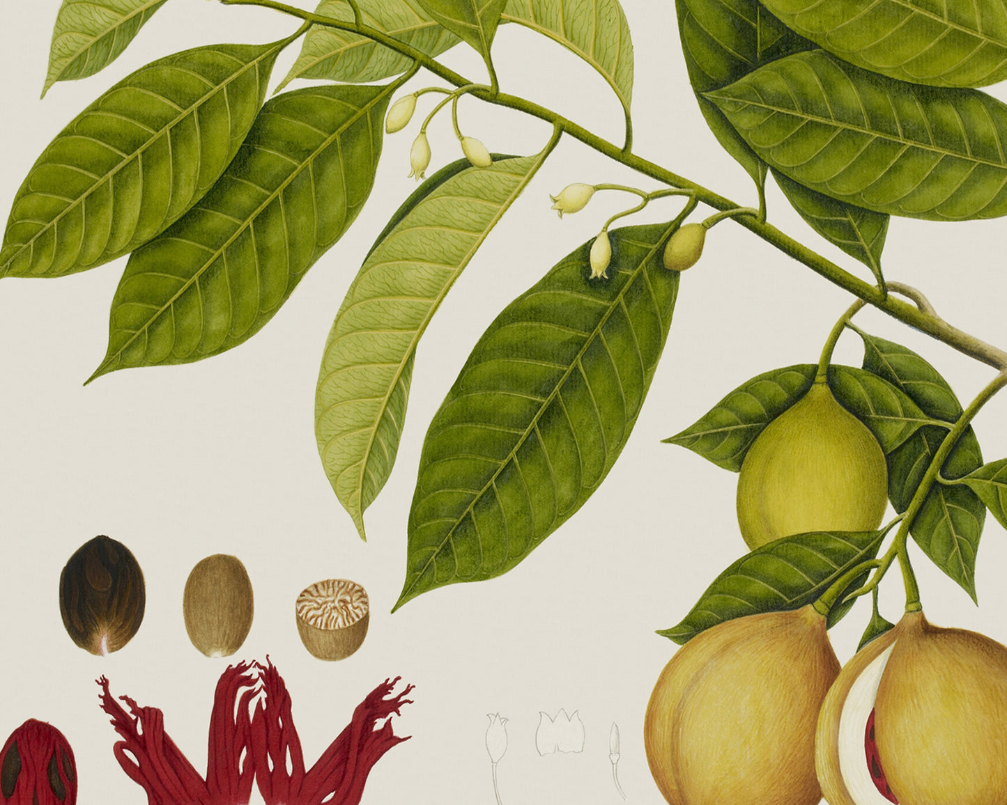 East Indian Company Nutmeg Tree Branch Art Print