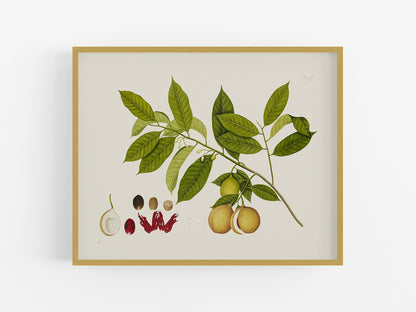 East Indian Company Nutmeg Tree Branch Art Print