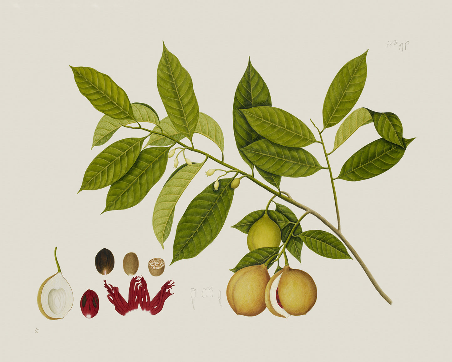 East Indian Company Nutmeg Tree Branch Art Print