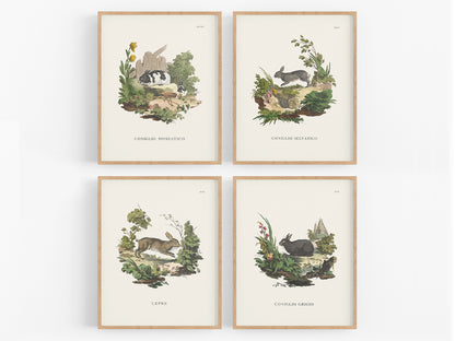 Bunny Art Prints - Set of Four