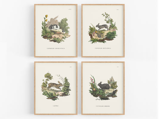 Bunny Art Prints - Set of Four