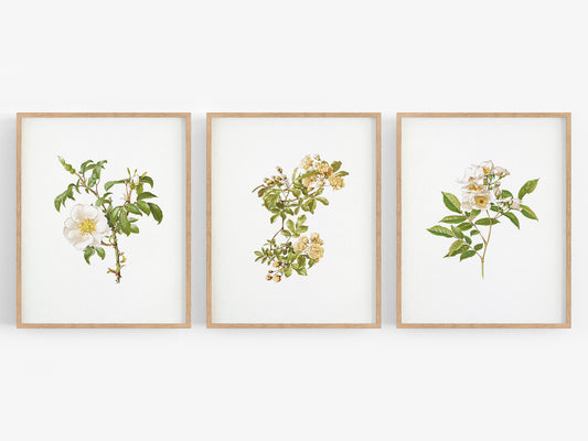 Cream Rose Flower Botanical Art Prints - Set of Three