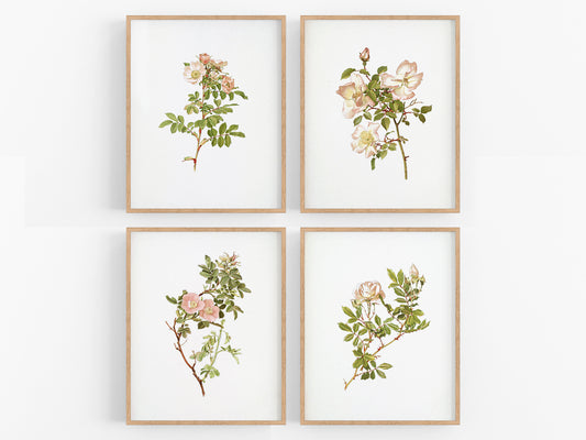 Peach Rose Flower Botanical Art Prints - Set of Four