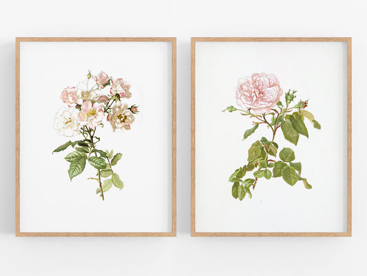 Pink Rose Flower Botanical Art Prints - Set of Two