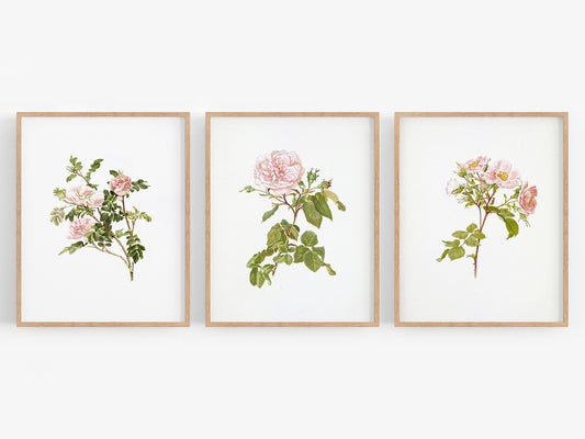 Pink Rose Flower Botanical Art Prints - Set of Three