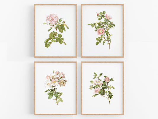 Pink Rose Flower Botanical Art Prints - Set of Four