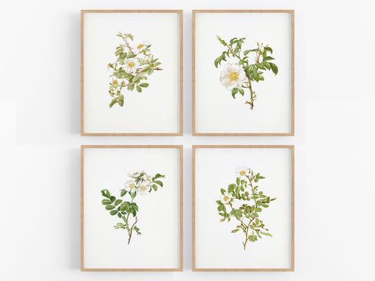 White Rose Flower Botanical Art Prints - Set of Four