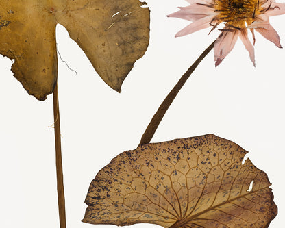 Pressed Water Lily Tropical Decor Art Prints - Set of Four