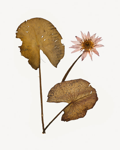 Pressed Water Lily Tropical Decor Art Prints - Set of Four