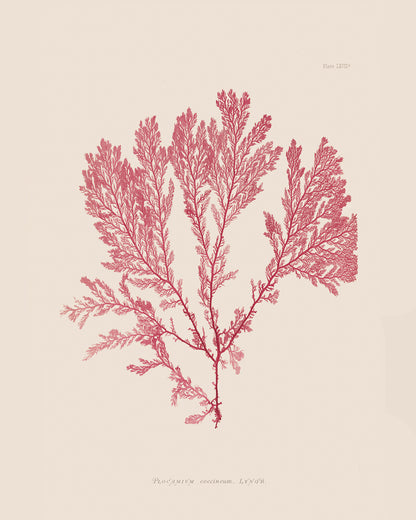 Pressed Seaweed Art Prints - Set of Three