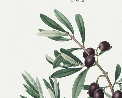 Olive Branch Botanical Art Prints - Set of Two