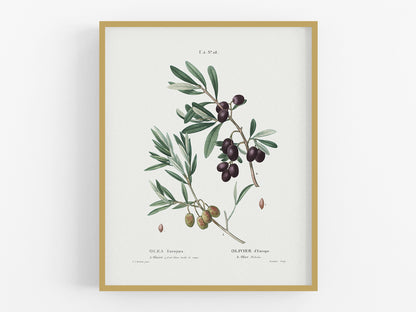 Olive Branch Botanical Art Print #28