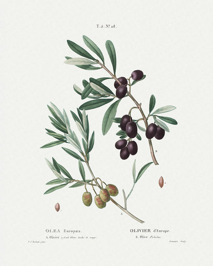 Olive Branch Botanical Art Prints - Set of Two