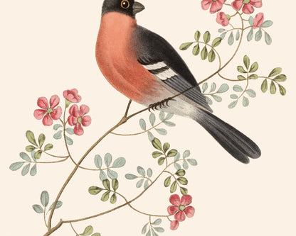 Finch Art Print #1: Bullfinch