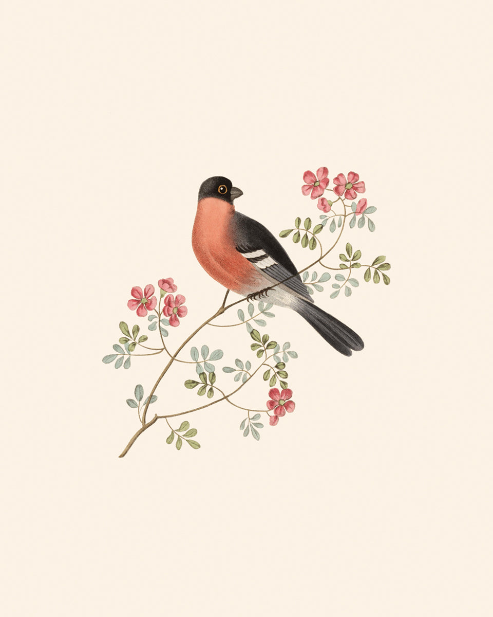 Finch Art Print #1: Bullfinch