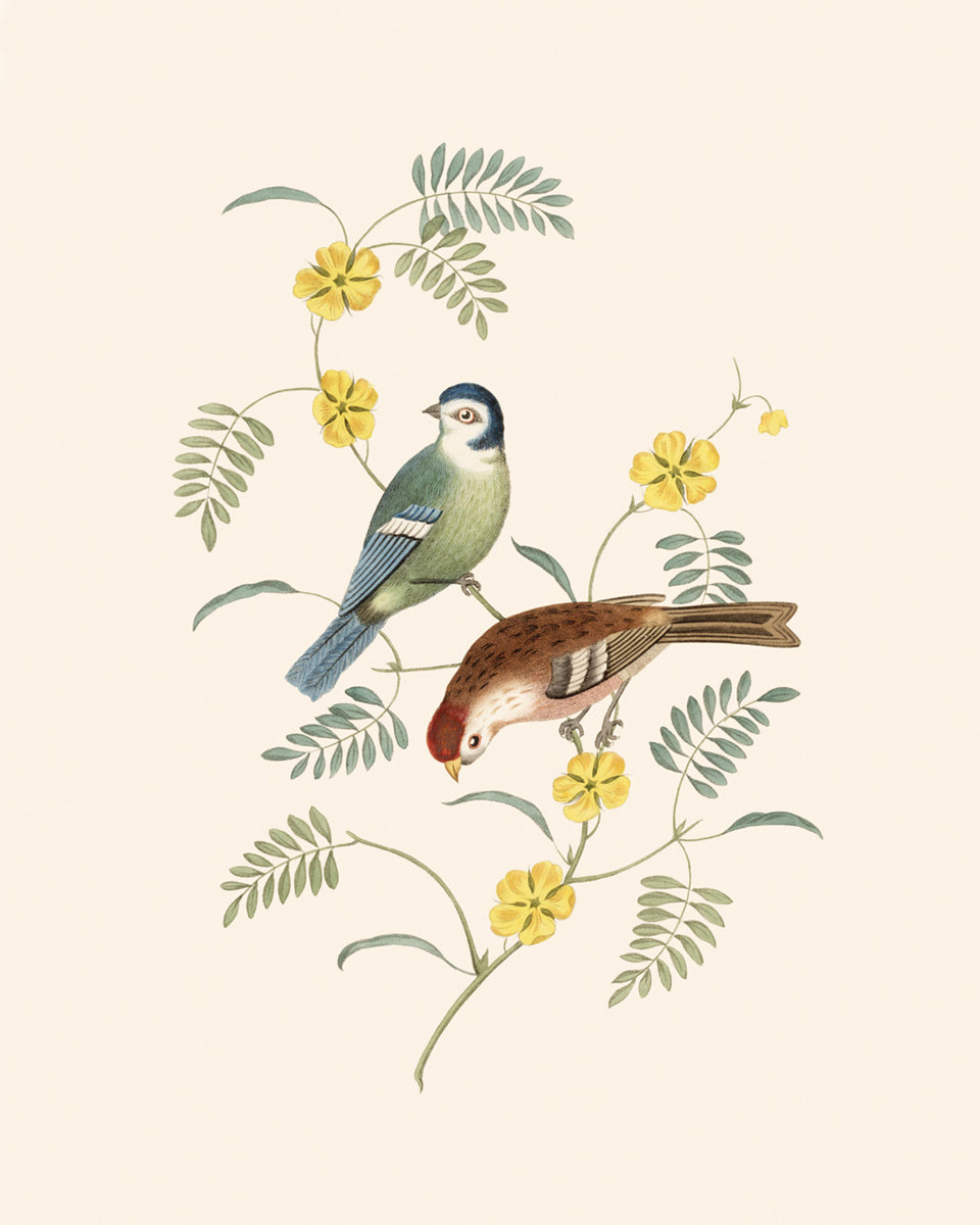 Finch Art Print #4: Tom-tit and Red Pole