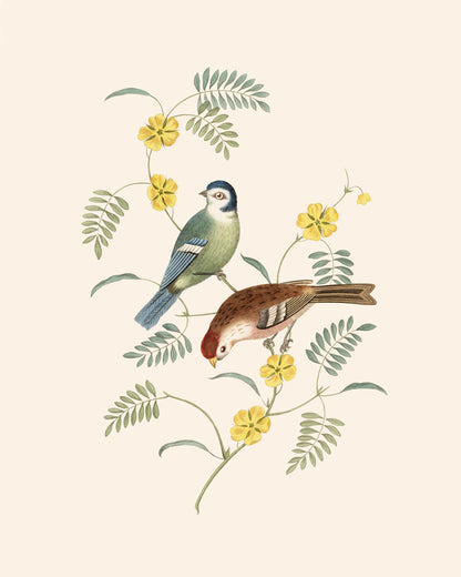 Finch Art Print #4: Tom-tit and Red Pole