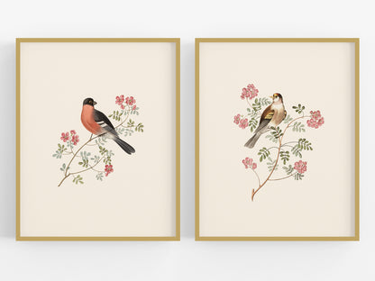 Finch Art Prints: Bullfinch & Goldfinch - Set of Two