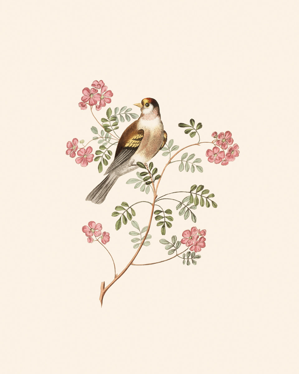 Finch Art Prints: Bullfinch & Goldfinch - Set of Two