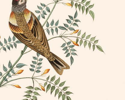 Finch Art Print #2: Bramble Finch