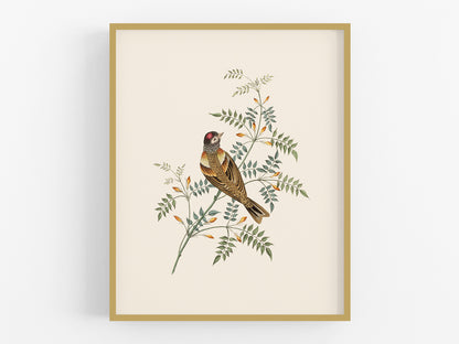 Finch Art Print #2: Bramble Finch