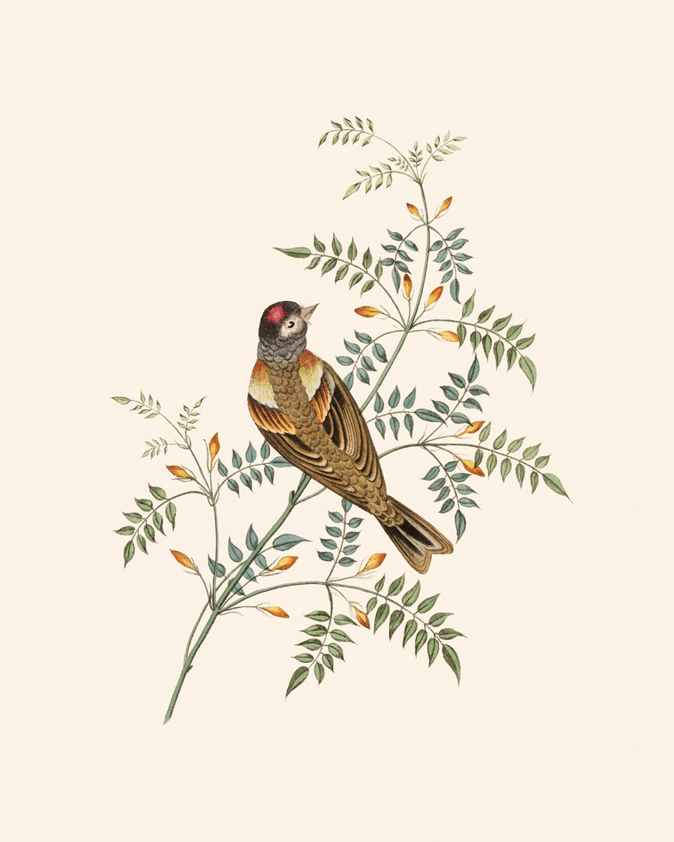 Finch Art Print #2: Bramble Finch