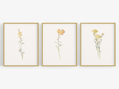 Wildflower Botanical Art Prints in Yellow - Set of Three
