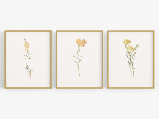 Wildflower Botanical Art Prints in Yellow - Set of Three