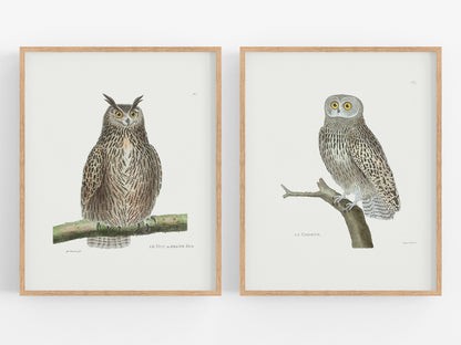 French Owl Art Prints - Set of Two