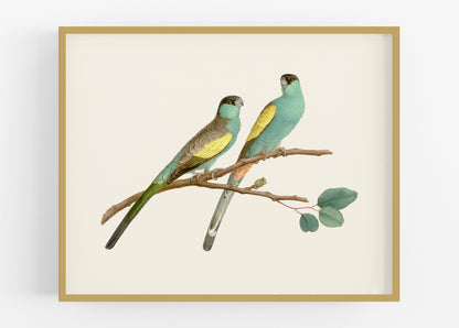 Australian Hooded Parrot Art Print