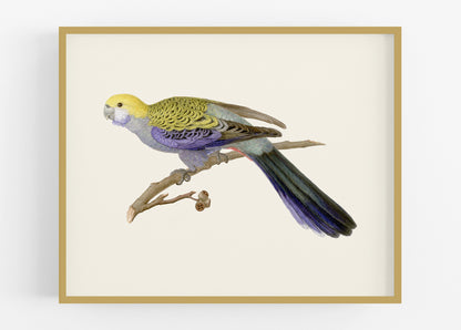 Australian Rosella Parrot Art Print #2