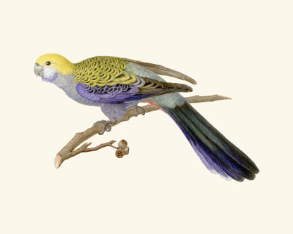 Australian Rosella Parrot Art Print #2