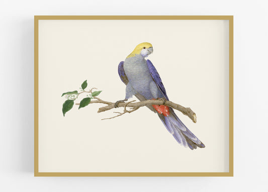 Australian Rosella Parrot Art Print #1