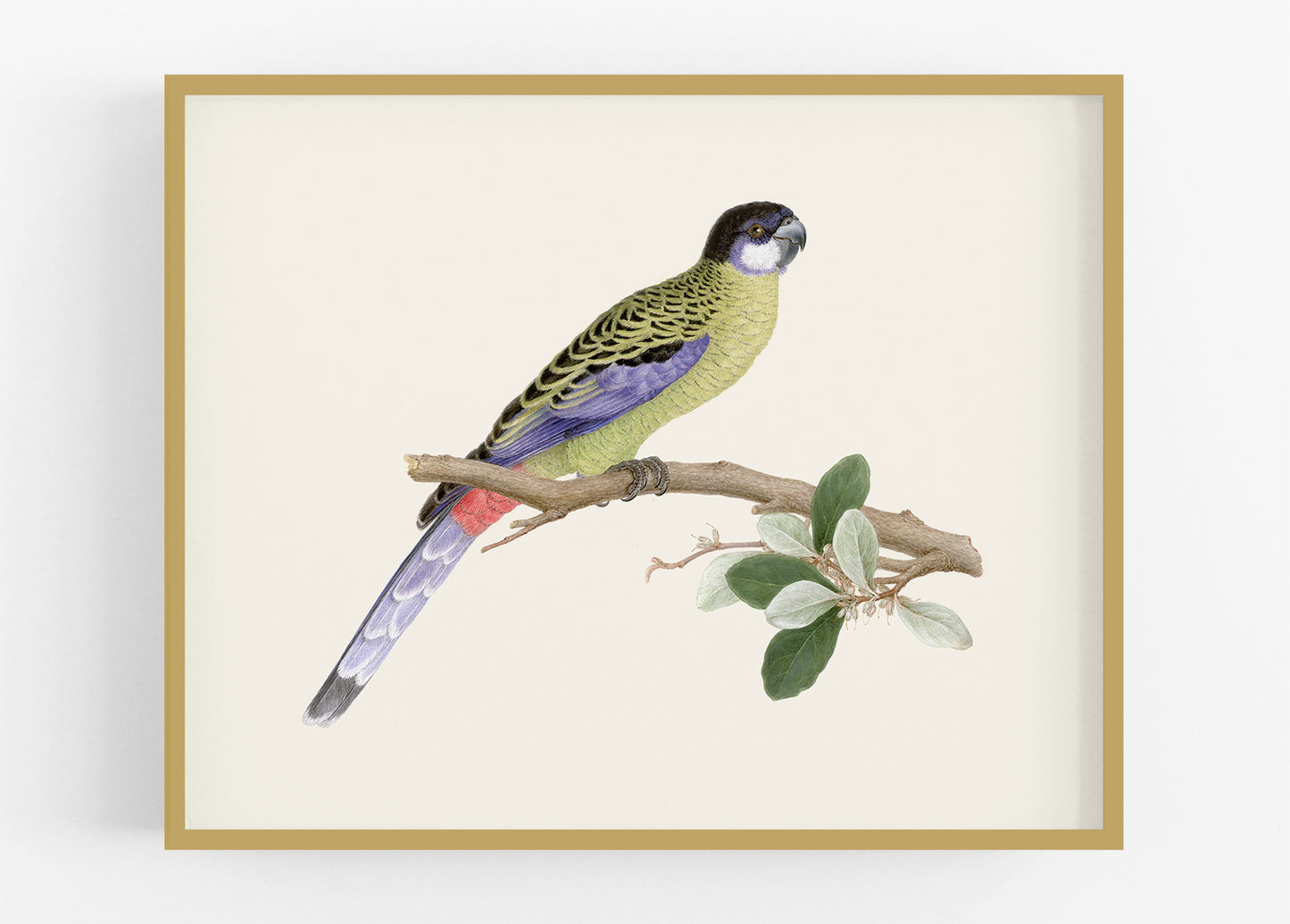 Australian Northern Rosella Parrot Art Print