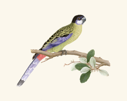 Australian Northern Rosella Parrot Art Print