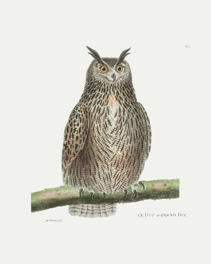 French Owl Art Prints - Set of Two