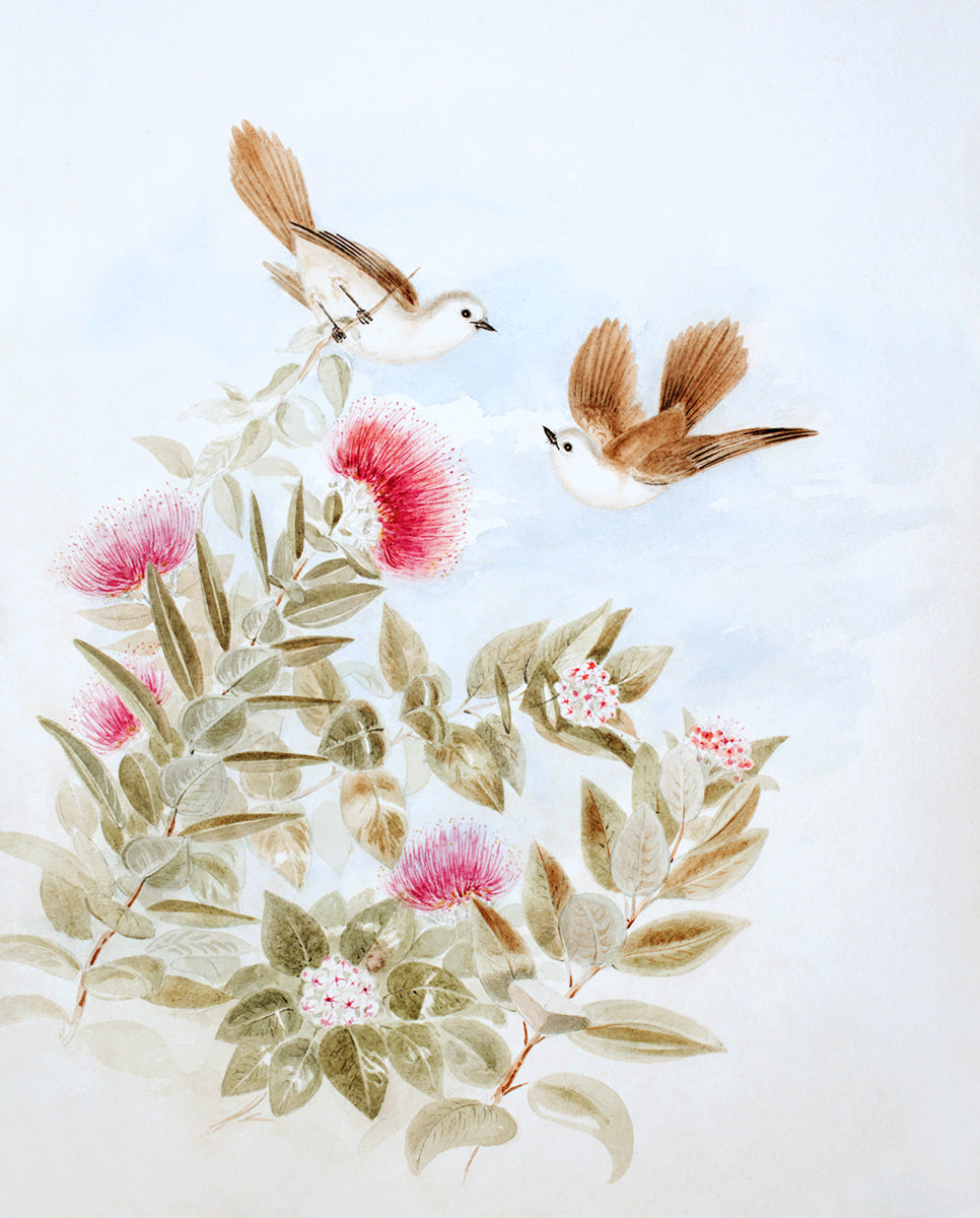 New Zealand Whitehead Birds: Storybook Baby Nursery Botanical Art Print