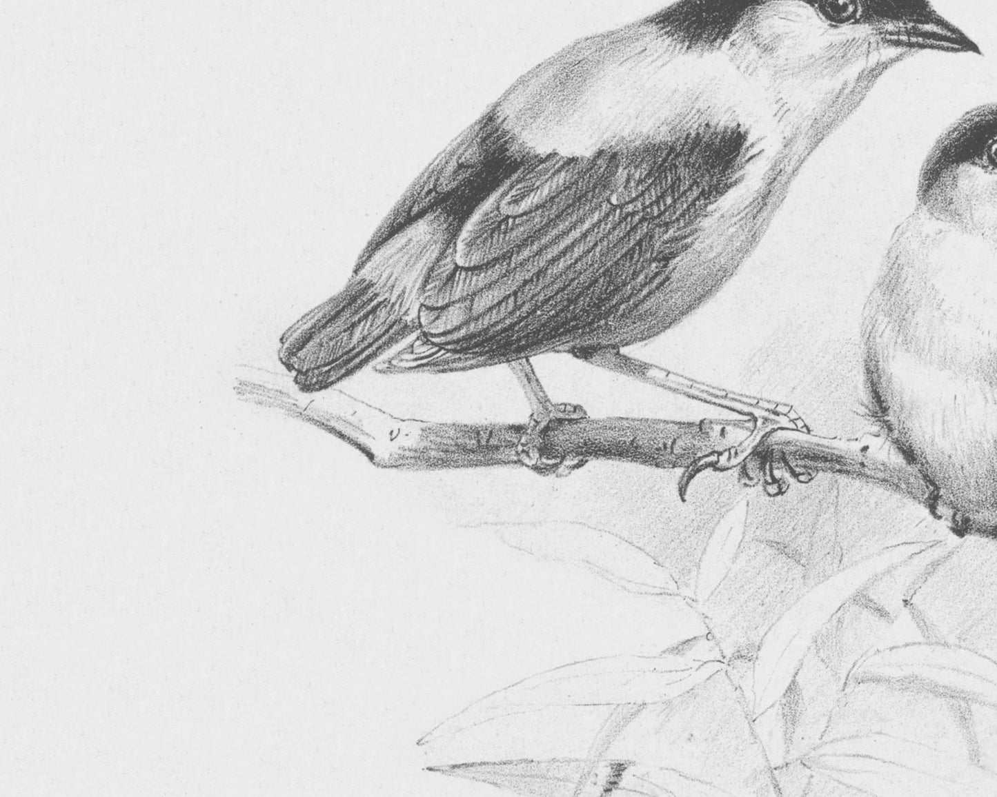 Birds on Branches, Sketch Art Prints - Set of Two