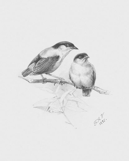 Birds on Branches, Sketch Art Prints - Set of Two