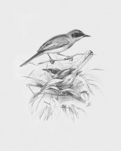 Birds on Branches, Sketch Art Prints - Set of Two