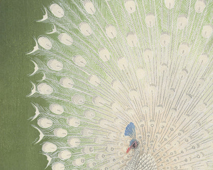 Japanese Peacock on Green Art Print